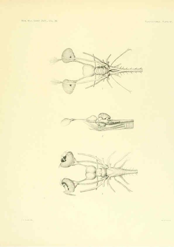 Reproducción/Reproduction 6001821812: The Plagiostomia : Sharks, skates, and rays Cambridge, U.S.A. :Printed for the Museum,1913