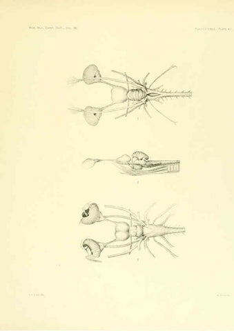 Reproducción/Reproduction 6001821812: The Plagiostomia : Sharks, skates, and rays Cambridge, U.S.A. :Printed for the Museum,1913