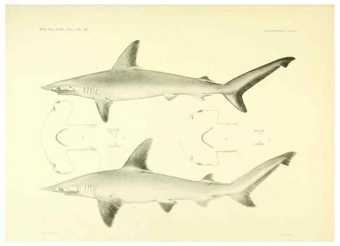 Reproducción/Reproduction 6001801014: The Plagiostomia : Sharks, skates, and rays Cambridge, U.S.A. :Printed for the Museum,1913
