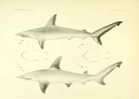 Reproducción/Reproduction 6001801014: The Plagiostomia : Sharks, skates, and rays Cambridge, U.S.A. :Printed for the Museum,1913