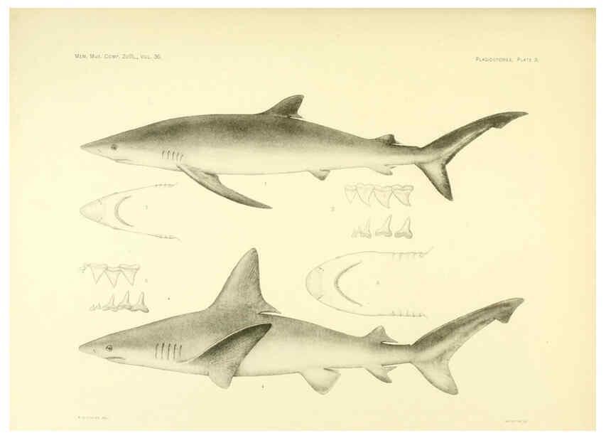 Reproducción/Reproduction 6001801284: The Plagiostomia : Sharks, skates, and rays Cambridge, U.S.A. :Printed for the Museum,1913