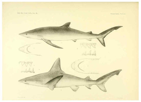 Reproducción/Reproduction 6001801284: The Plagiostomia : Sharks, skates, and rays Cambridge, U.S.A. :Printed for the Museum,1913