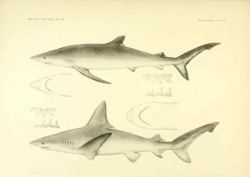 Reproducción/Reproduction 6001801284: The Plagiostomia : Sharks, skates, and rays Cambridge, U.S.A. :Printed for the Museum,1913