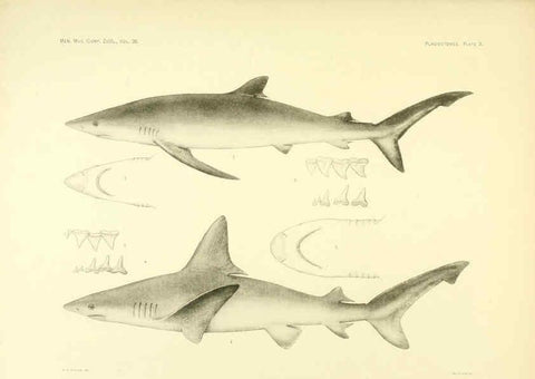 Reproducción/Reproduction 6001801284: The Plagiostomia : Sharks, skates, and rays Cambridge, U.S.A. :Printed for the Museum,1913
