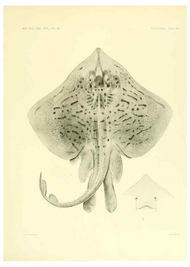 Reproducción/Reproduction 6001270477: The Plagiostomia : Sharks, skates, and rays Cambridge, U.S.A. :Printed for the Museum,1913