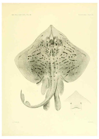 Reproducción/Reproduction 6001270477: The Plagiostomia : Sharks, skates, and rays Cambridge, U.S.A. :Printed for the Museum,1913