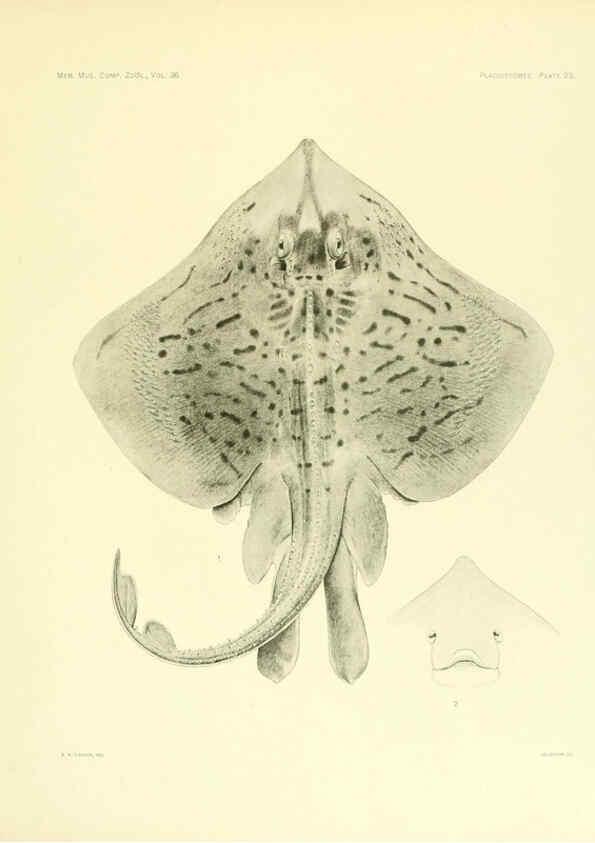Reproducción/Reproduction 6001270477: The Plagiostomia : Sharks, skates, and rays Cambridge, U.S.A. :Printed for the Museum,1913