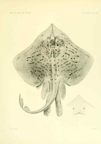 Reproducción/Reproduction 6001270477: The Plagiostomia : Sharks, skates, and rays Cambridge, U.S.A. :Printed for the Museum,1913
