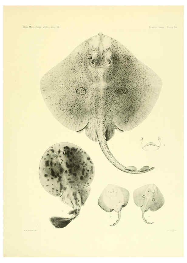 Reproducción/Reproduction 6001819006: The Plagiostomia : Sharks, skates, and rays Cambridge, U.S.A. :Printed for the Museum,1913