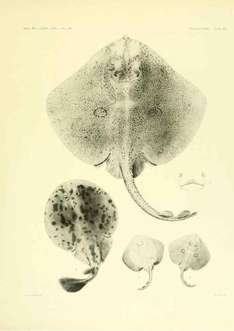 Reproducción/Reproduction 6001819006: The Plagiostomia : Sharks, skates, and rays Cambridge, U.S.A. :Printed for the Museum,1913
