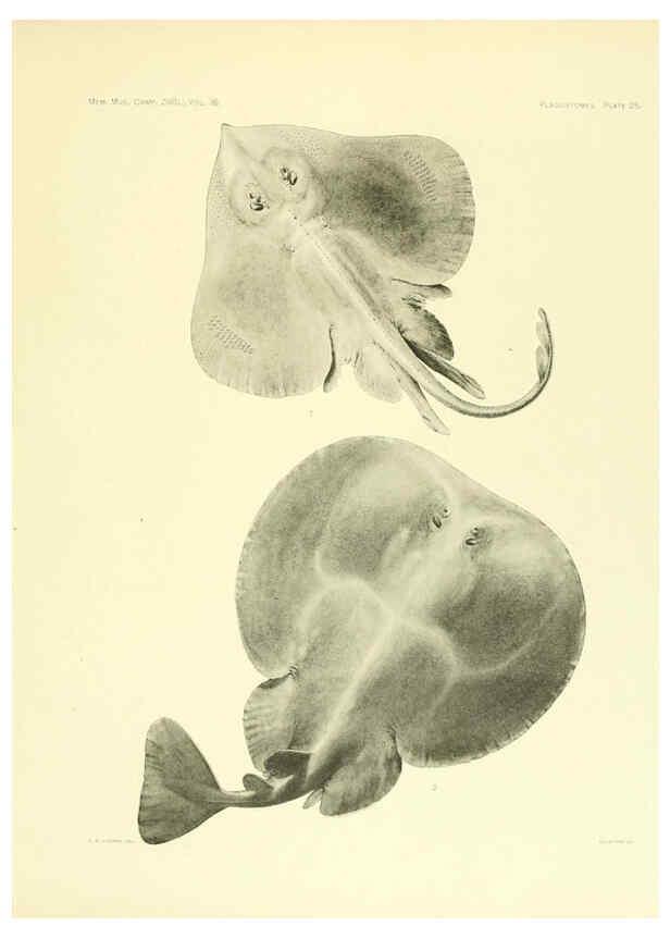 Reproducción/Reproduction 6001819222: The Plagiostomia : Sharks, skates, and rays Cambridge, U.S.A. :Printed for the Museum,1913
