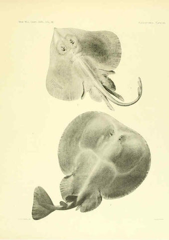 Reproducción/Reproduction 6001819222: The Plagiostomia : Sharks, skates, and rays Cambridge, U.S.A. :Printed for the Museum,1913