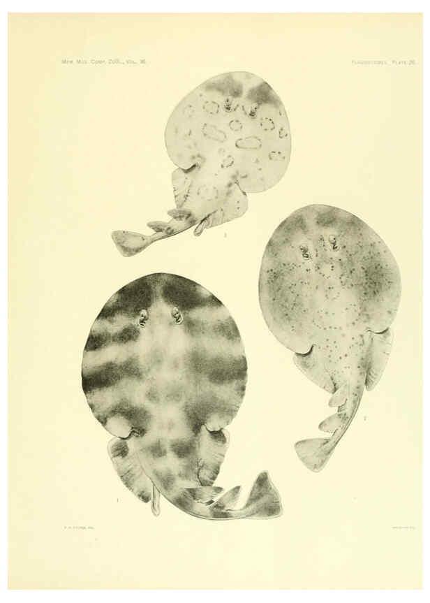 Reproducción/Reproduction 6001819350: The Plagiostomia : Sharks, skates, and rays Cambridge, U.S.A. :Printed for the Museum,1913