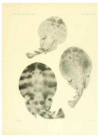 Reproducción/Reproduction 6001819350: The Plagiostomia : Sharks, skates, and rays Cambridge, U.S.A. :Printed for the Museum,1913