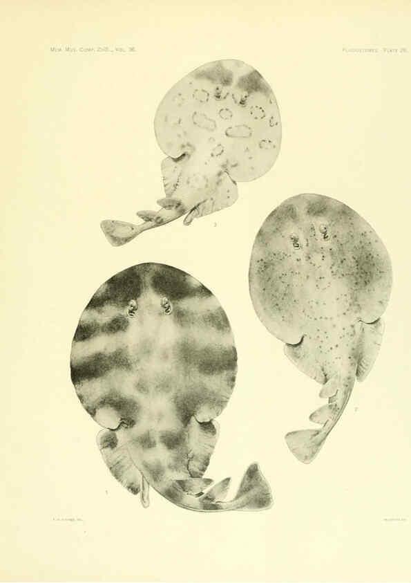Reproducción/Reproduction 6001819350: The Plagiostomia : Sharks, skates, and rays Cambridge, U.S.A. :Printed for the Museum,1913