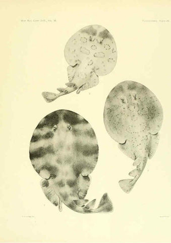 Reproducción/Reproduction 6001819350: The Plagiostomia : Sharks, skates, and rays Cambridge, U.S.A. :Printed for the Museum,1913
