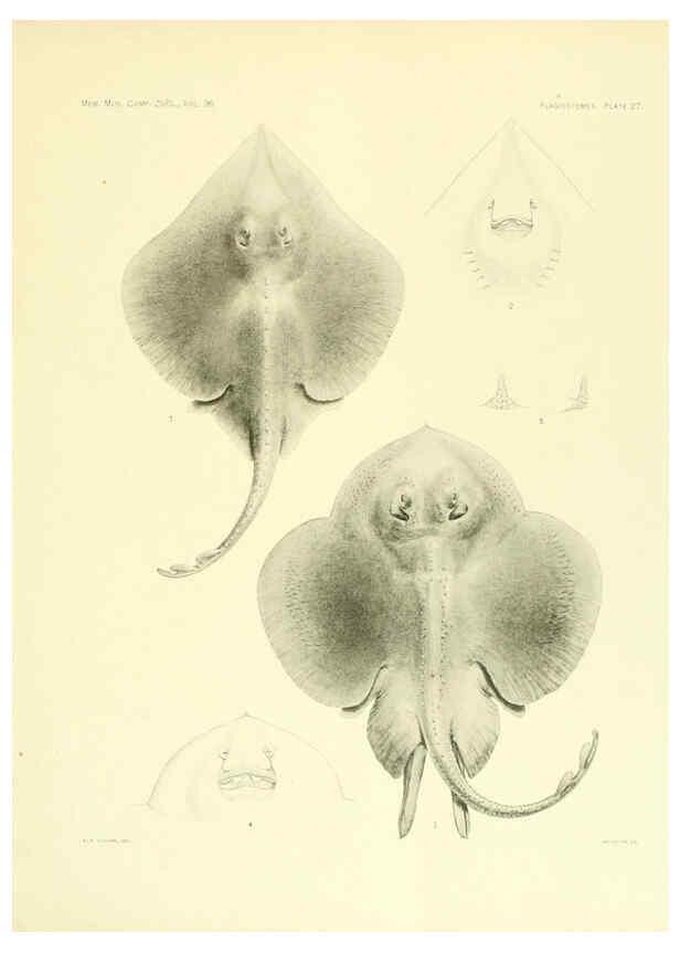 Reproducción/Reproduction 6001271171: The Plagiostomia : Sharks, skates, and rays Cambridge, U.S.A. :Printed for the Museum,1913