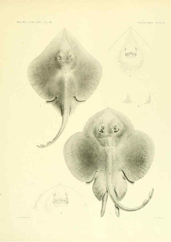 Reproducción/Reproduction 6001271171: The Plagiostomia : Sharks, skates, and rays Cambridge, U.S.A. :Printed for the Museum,1913