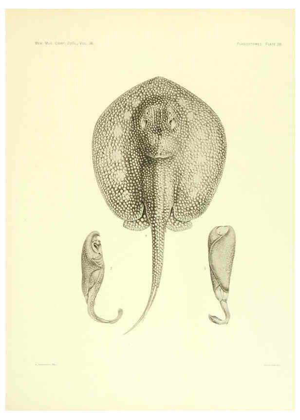 Reproducción/Reproduction 6001819666: The Plagiostomia : Sharks, skates, and rays Cambridge, U.S.A. :Printed for the Museum,1913