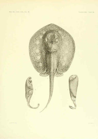 Reproducción/Reproduction 6001819666: The Plagiostomia : Sharks, skates, and rays Cambridge, U.S.A. :Printed for the Museum,1913