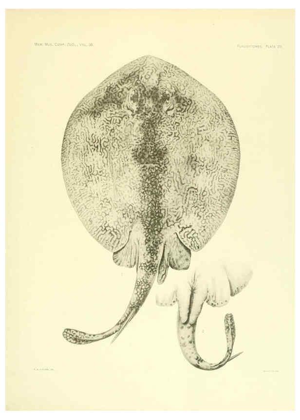 Reproducción/Reproduction 6001271435: The Plagiostomia : Sharks, skates, and rays Cambridge, U.S.A. :Printed for the Museum,1913