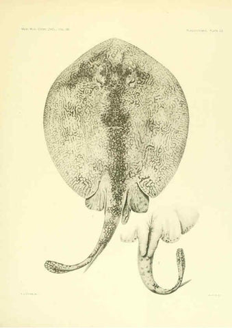 Reproducción/Reproduction 6001271435: The Plagiostomia : Sharks, skates, and rays Cambridge, U.S.A. :Printed for the Museum,1913