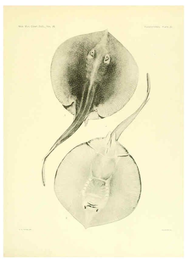 Reproducción/Reproduction 6001819972: The Plagiostomia : Sharks, skates, and rays Cambridge, U.S.A. :Printed for the Museum,1913