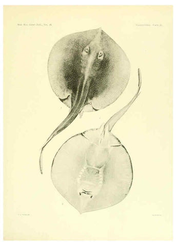 Reproducción/Reproduction 6001819972: The Plagiostomia : Sharks, skates, and rays Cambridge, U.S.A. :Printed for the Museum,1913
