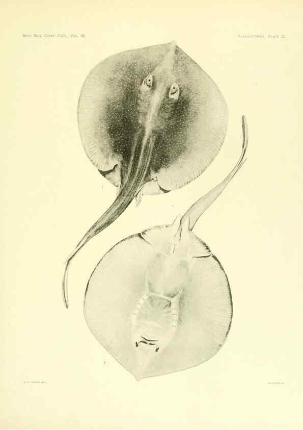 Reproducción/Reproduction 6001819972: The Plagiostomia : Sharks, skates, and rays Cambridge, U.S.A. :Printed for the Museum,1913