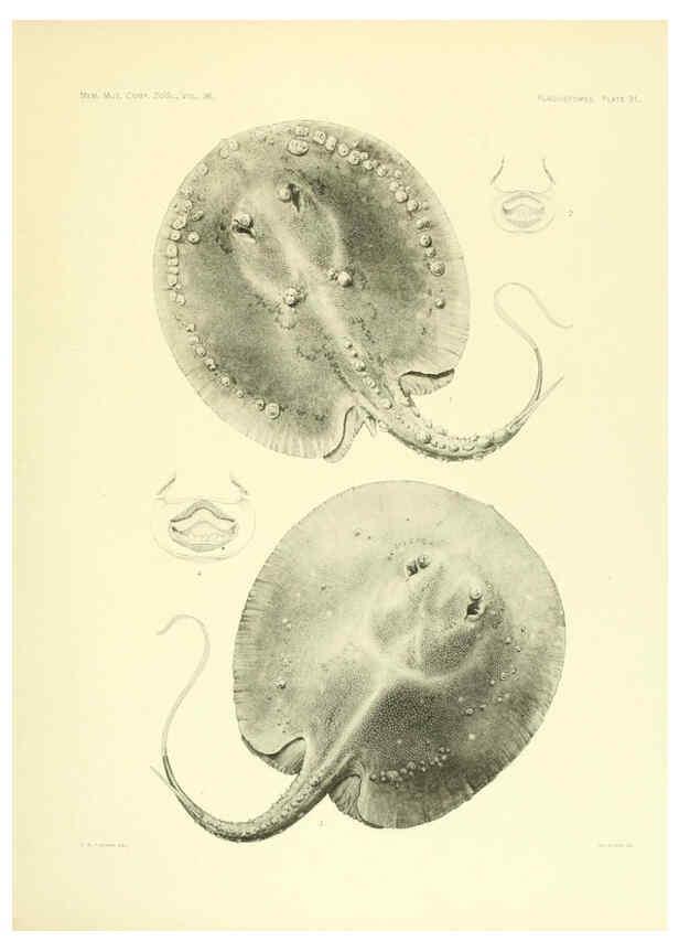 Reproducción/Reproduction 6001271797: The Plagiostomia : Sharks, skates, and rays Cambridge, U.S.A. :Printed for the Museum,1913
