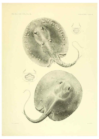 Reproducción/Reproduction 6001271797: The Plagiostomia : Sharks, skates, and rays Cambridge, U.S.A. :Printed for the Museum,1913