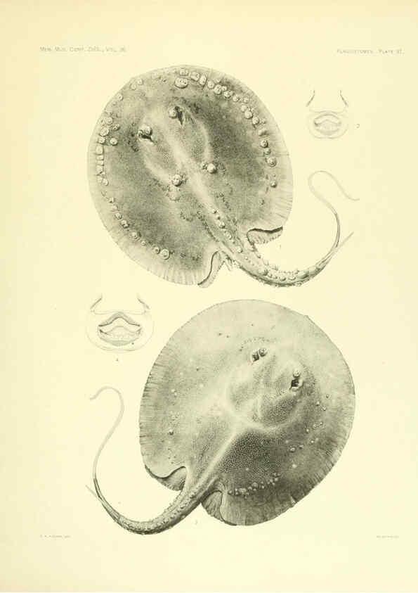 Reproducción/Reproduction 6001271797: The Plagiostomia : Sharks, skates, and rays Cambridge, U.S.A. :Printed for the Museum,1913