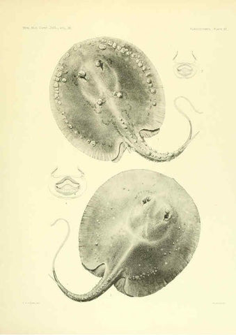 Reproducción/Reproduction 6001271797: The Plagiostomia : Sharks, skates, and rays Cambridge, U.S.A. :Printed for the Museum,1913