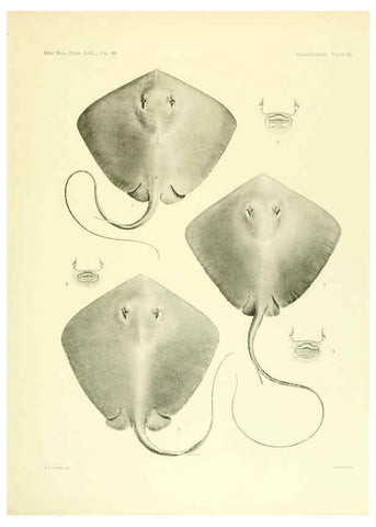 Reproducción/Reproduction 6001271975: The Plagiostomia : Sharks, skates, and rays Cambridge, U.S.A. :Printed for the Museum,1913