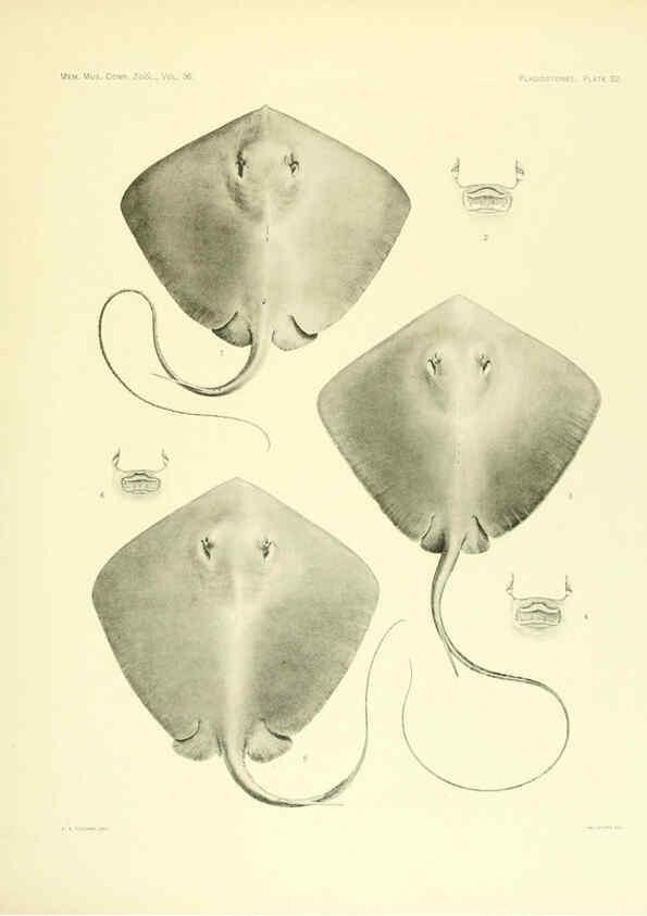 Reproducción/Reproduction 6001271975: The Plagiostomia : Sharks, skates, and rays Cambridge, U.S.A. :Printed for the Museum,1913