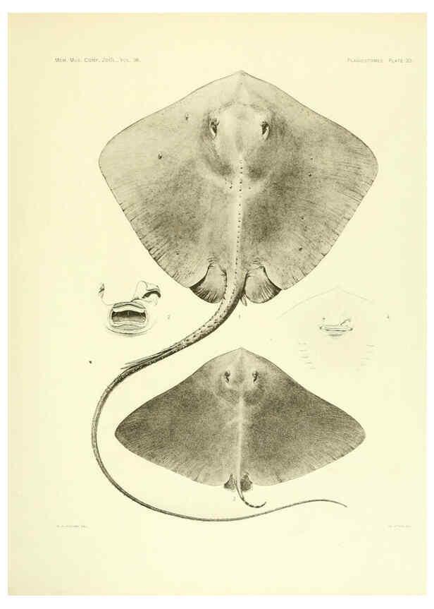 Reproducción/Reproduction 6001820504: The Plagiostomia : Sharks, skates, and rays Cambridge, U.S.A. :Printed for the Museum,1913