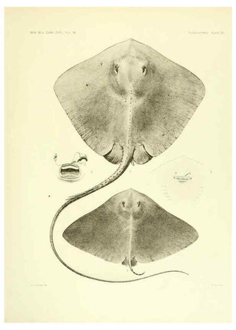 Reproducción/Reproduction 6001820504: The Plagiostomia : Sharks, skates, and rays Cambridge, U.S.A. :Printed for the Museum,1913