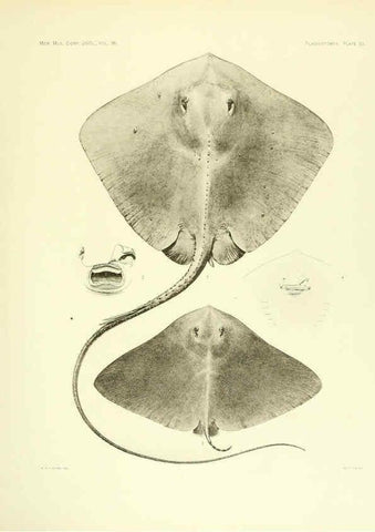 Reproducción/Reproduction 6001820504: The Plagiostomia : Sharks, skates, and rays Cambridge, U.S.A. :Printed for the Museum,1913