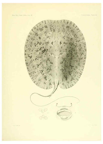 Reproducción/Reproduction 6001820746: The Plagiostomia : Sharks, skates, and rays Cambridge, U.S.A. :Printed for the Museum,1913