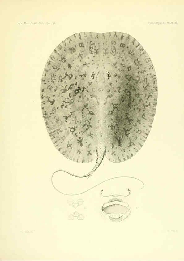 Reproducción/Reproduction 6001820746: The Plagiostomia : Sharks, skates, and rays Cambridge, U.S.A. :Printed for the Museum,1913