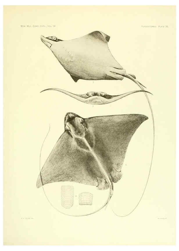 Reproducción/Reproduction 6001272481: The Plagiostomia : Sharks, skates, and rays Cambridge, U.S.A. :Printed for the Museum,1913