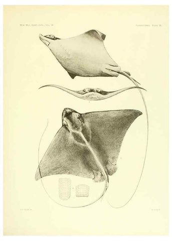 Reproducción/Reproduction 6001272481: The Plagiostomia : Sharks, skates, and rays Cambridge, U.S.A. :Printed for the Museum,1913
