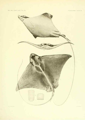 Reproducción/Reproduction 6001272481: The Plagiostomia : Sharks, skates, and rays Cambridge, U.S.A. :Printed for the Museum,1913