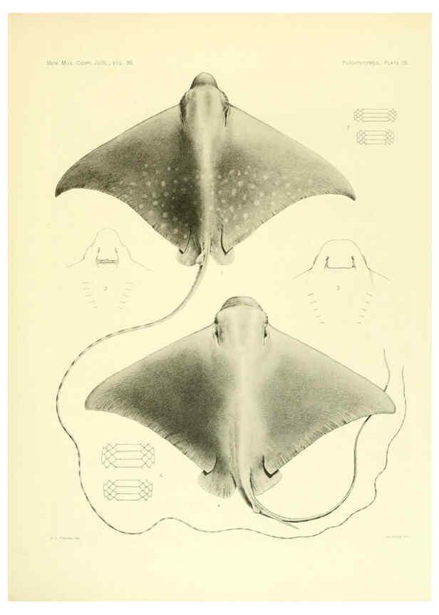 Reproducción/Reproduction 6001821032: The Plagiostomia : Sharks, skates, and rays Cambridge, U.S.A. :Printed for the Museum,1913