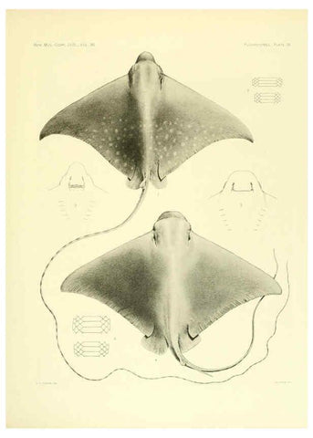 Reproducción/Reproduction 6001821032: The Plagiostomia : Sharks, skates, and rays Cambridge, U.S.A. :Printed for the Museum,1913