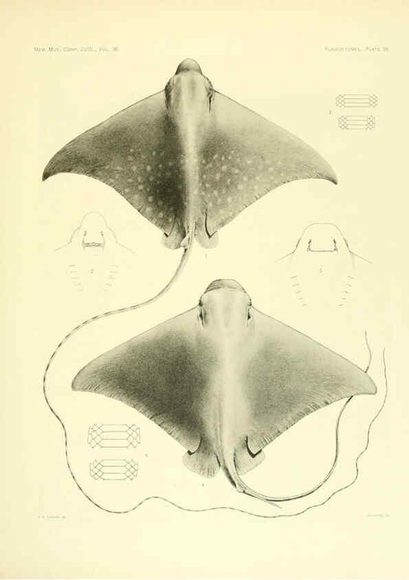 Reproducción/Reproduction 6001821032: The Plagiostomia : Sharks, skates, and rays Cambridge, U.S.A. :Printed for the Museum,1913