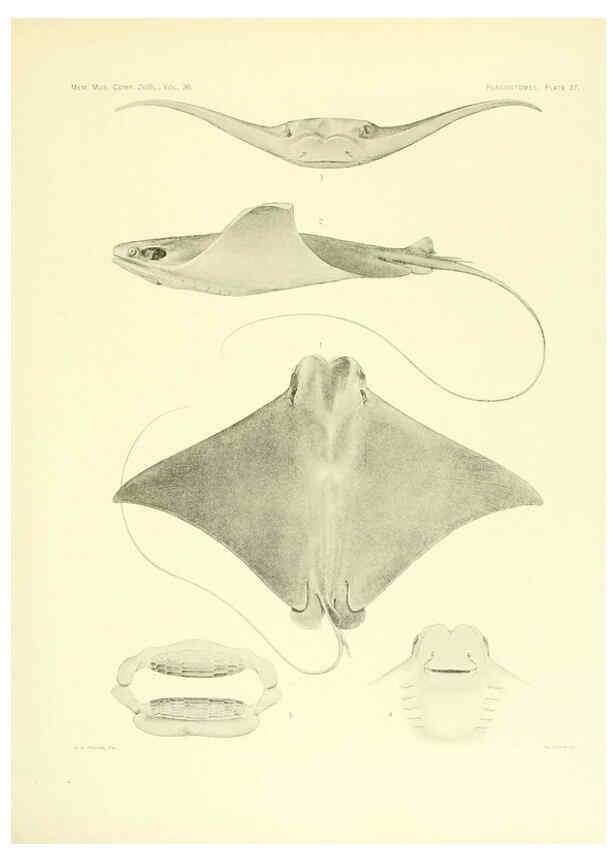 Reproducción/Reproduction 6001821252: The Plagiostomia : Sharks, skates, and rays Cambridge, U.S.A. :Printed for the Museum,1913