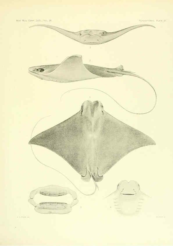 Reproducción/Reproduction 6001821252: The Plagiostomia : Sharks, skates, and rays Cambridge, U.S.A. :Printed for the Museum,1913