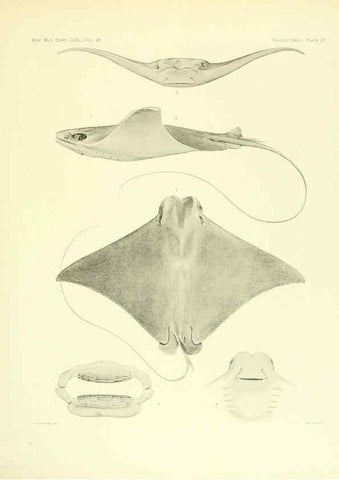 Reproducción/Reproduction 6001821252: The Plagiostomia : Sharks, skates, and rays Cambridge, U.S.A. :Printed for the Museum,1913