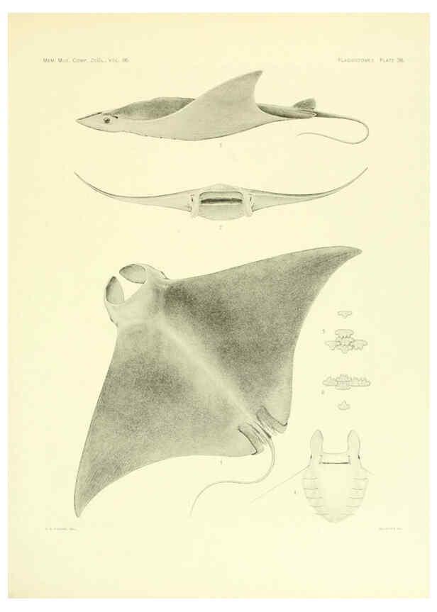 Reproducción/Reproduction 6001273001: The Plagiostomia : Sharks, skates, and rays Cambridge, U.S.A. :Printed for the Museum,1913